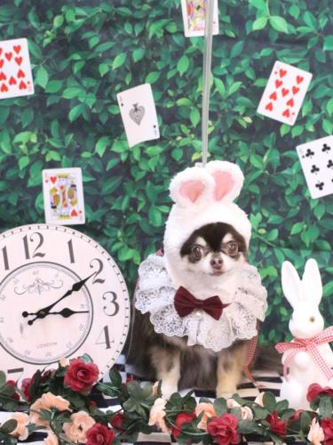 20250401ラブちゃん